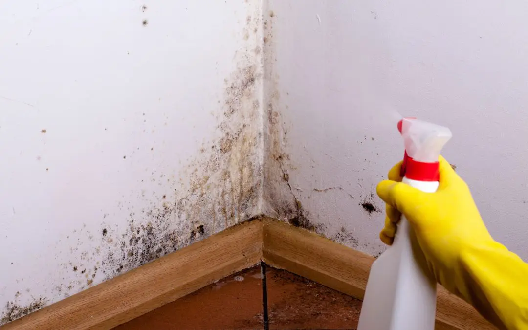 How to Get Rid of Mold in Your Home