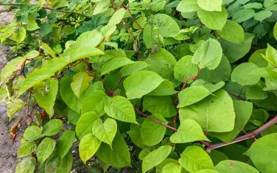 6 Invasive Plants to Avoid in New England to Protect Your Yard
