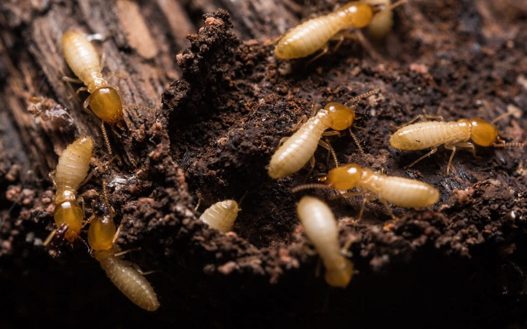 ways to prevent termites
