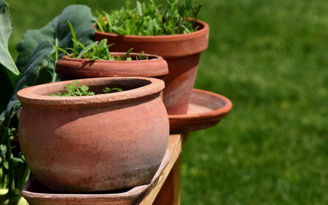 container gardening success