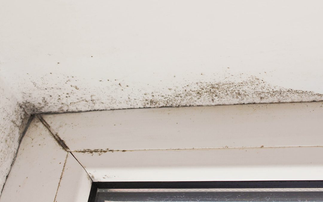 prevent mold growth in the home