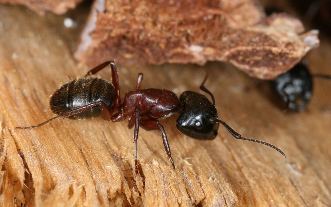 wood-destroying insects