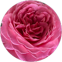 Mehrotra profile picture